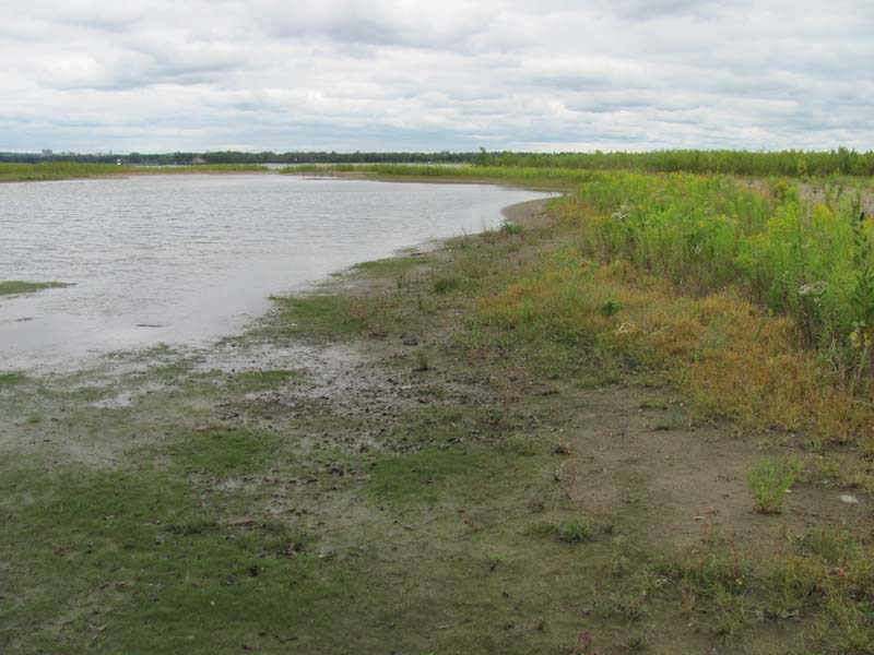 Great Lakes Palustrine Sandplain